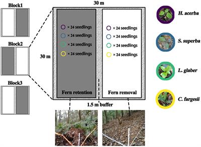 Responses of tree seedlings to understory filtering by the recalcitrant fern layer in a subtropical forest